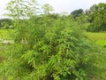 Vitex negundo or Nirgundi plants.